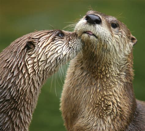 Otters Pop Up As New Schools Mascot The Sun Gazette Newspaper