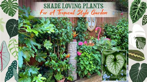 My Favourite Shade Loving Plants For A Tropical Style Garden 🌺🌴🦋🌿 Youtube