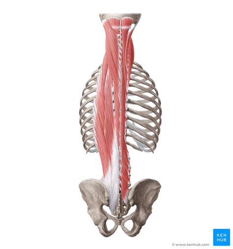 The back comprises the spine and spinal nerves, as well as several different muscle groups. Deep back muscles: Anatomy, innervation and functions | Kenhub