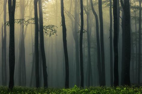 Trees In Dark Forest Photograph By Evgeni Dinev Pixels