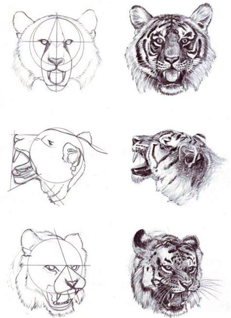 Tiger Head How To Draw Feline Coisas Para Desenhar Desenhos