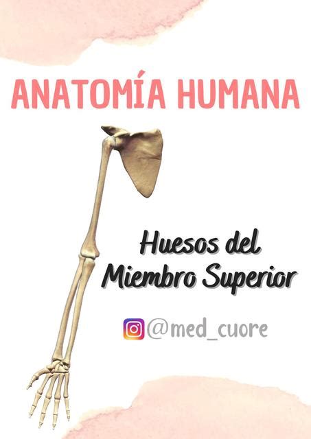 Huesos Del Miembro Superior Med Cuore Udocz