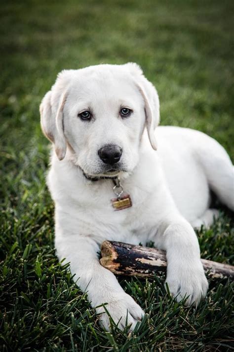 Labrador retrievers are the most popular breed in the united states and the united kingdom. Champagne (yellow) labrador puppy. | Labrador retriever ...