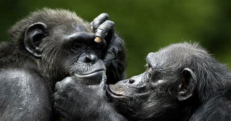 Chimps Can Still Remember Faces After A Quarter Century The New York Times