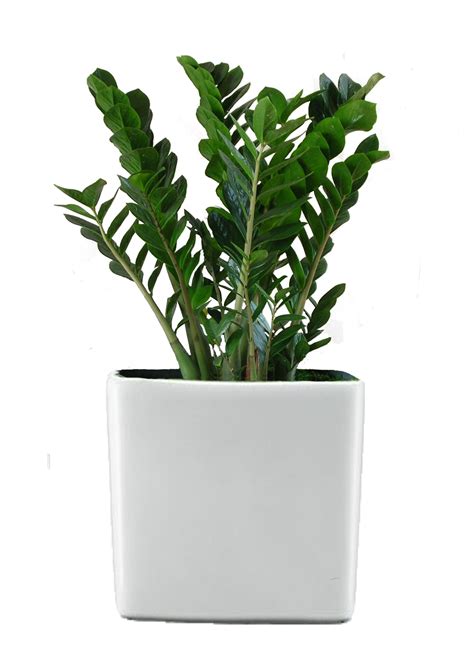 Ficus retusa Houseplant Flower garden - potted plant png download gambar png
