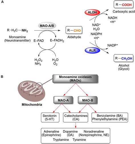 Frontiers Monoamine Oxidases Maos As Privileged Molecular Targets In Neuroscience Research