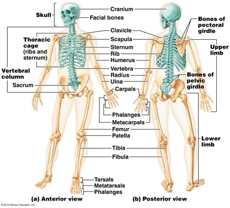 Labeled Skeleton