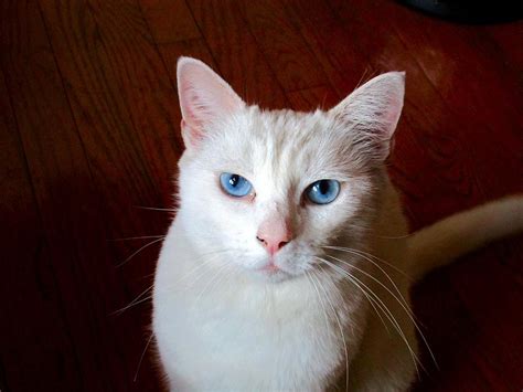Fluffy Siamese Cat White