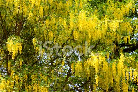 Bright Yellow Laburnum Flowers In Garden Golden Chain Tree Ima Stock
