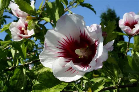 Hibiscus Syriacus Hibisco Rosa De Siria O Altea