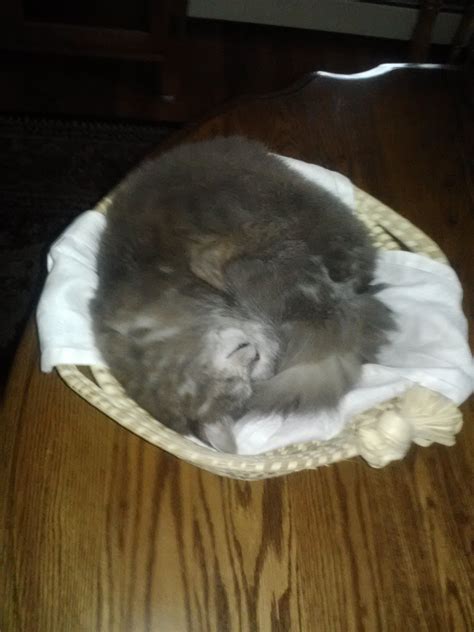 Cats lovers - Page 3 — Beamdog Forums