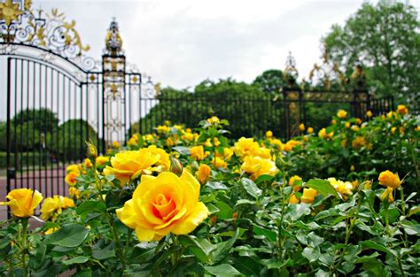 Discover Stunning Rose Gardens: A Perfect Blend of Beauty and Travel