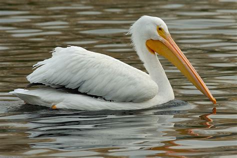 New orleans pelicans gear & apparel. Pelicans