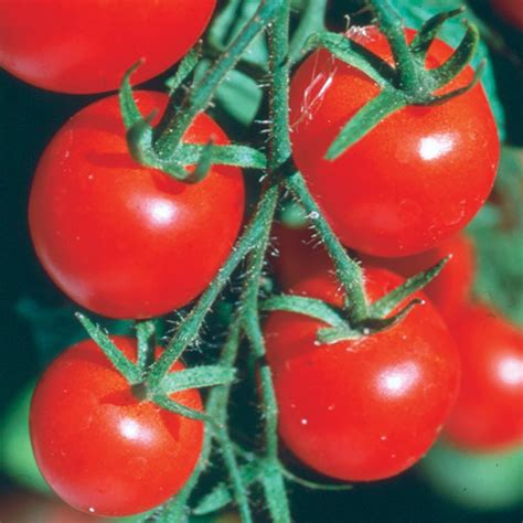 Buy Gardeners Delight Tomato Seeds For Organic Tomatoes Organic