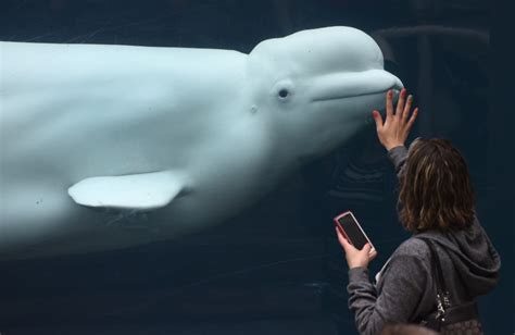 beluga whale spotted in england s thames river