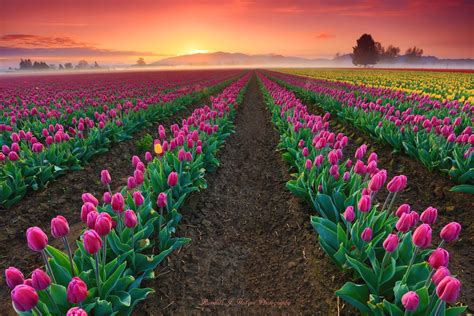 🇺🇸 Sunrise In The Roozengaarde Tulip Fields Skagit Valley Washington