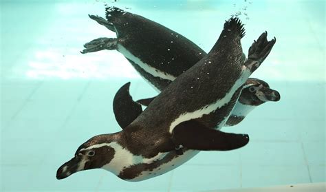Wanna See What Its Like To Dive With Penguins Watchthis Penguins