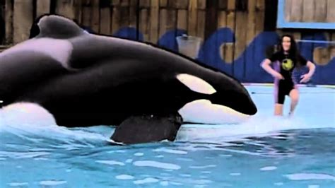 Keiko (free willy) was an orca formerly kept in dismal conditions in mexico, then rescued from those conditions and starred in the blockbuster movie. Happy Birthday, My Keiko ♡ aka Free Willy - YouTube