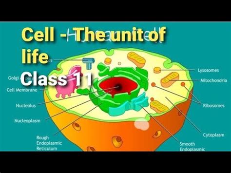 CELL THE UNIT OF LIFE CBSE CLASS 11 YouTube