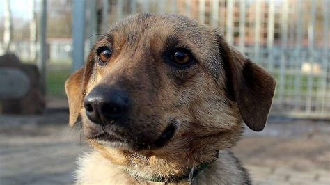 Der namenlose kleine alte hund wurde von uns aus einer schrecklichen hundeanlage mit pension und tötung aus cristian nahe sibiu in rumänien geholt. Tierheim Babenhausen: Hund Buma sucht ein Zuhause ...
