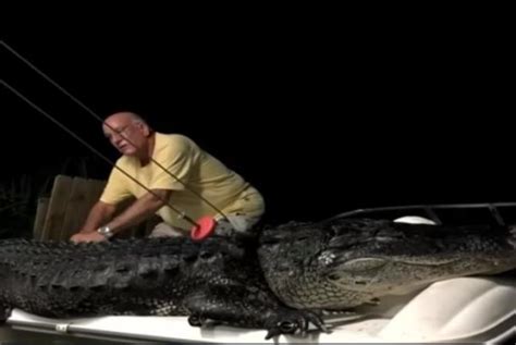 Watch Florida Gator Hunter Catches 1000 Pounder