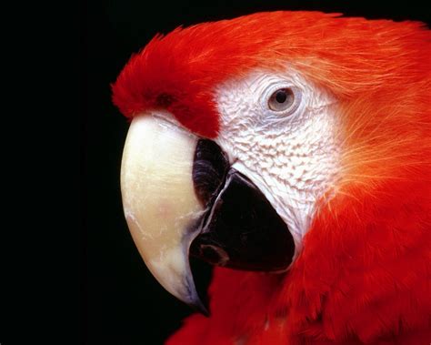 Beautiful Birds HD Wallpapers ~ HD Wallpapers And Images ...