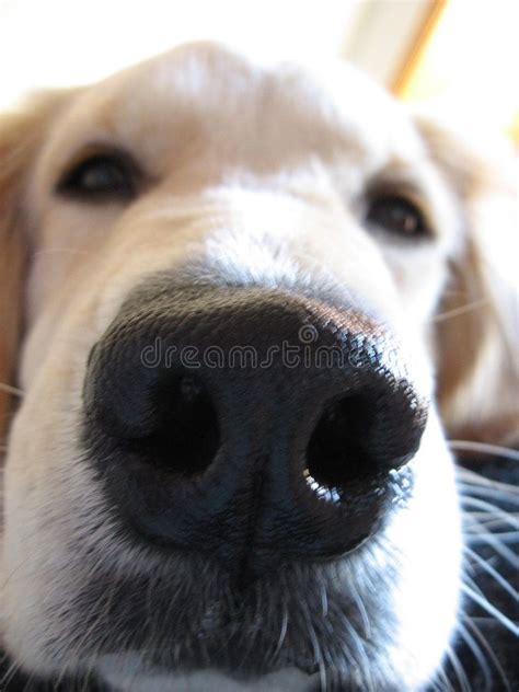 Dog Days Close Up Of A Dogs Face Focused On The Nose Aff Close