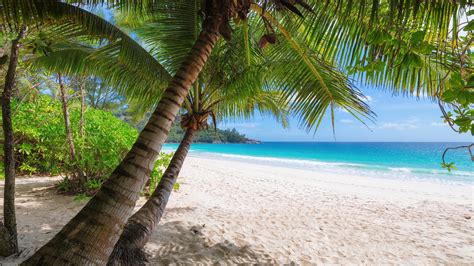 Download 3840x2160 Wallpaper Palm Trees Tropical Beach
