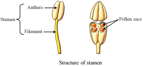 Which Of The Following Are The Parts Of Stamen