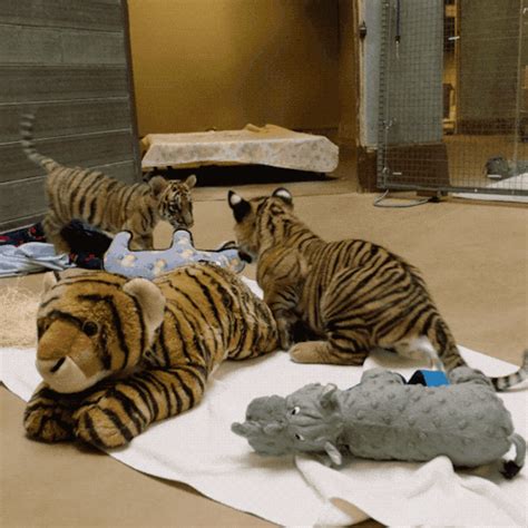 The Rambunctious Sumatran And Bengal Tiger Cubs