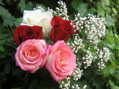 World Beautiful Images Beautiful Roses