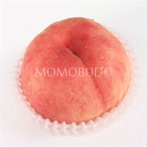 Japanese Sakura White Peach Tokushu Grade X Large — Momobud