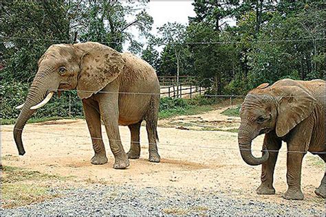Riddles Elephant And Wildlife Sanctuary
