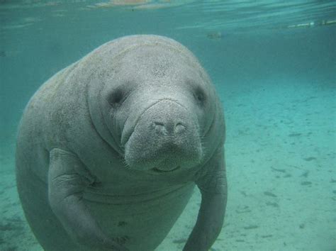 Manatee Sea Cow Crystal River Florida Manatee Facts And Information