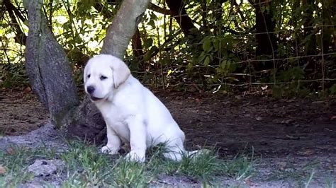 Silver lab temperament and behavior. Labrador Puppies in Florida - YouTube