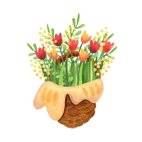 Flowers by miss bertha promo code. Golden Wattle Illustrations, Royalty-Free Vector Graphics ...