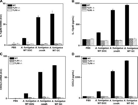 Figure 2 From Species Specific Recognition Of Aspergillus Fumigatus By