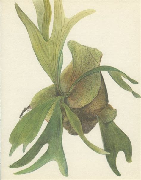 The image has been added to a rustic aged vintage. Stag's Horn Fern 8 x 10 Vintage Botanical Print Home ...