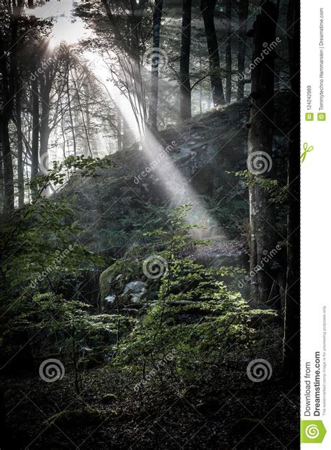 Early Morning In The Forest Mist And Sunbeams Shine Beautifully