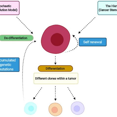 Schematic Describing The Two Current Models Of Cancer Stem Cells Tumor