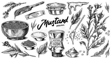 Mustard Seeds And Plant Set Spicy Condiment Seasoning