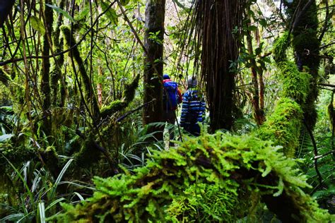 Wandering Through The Enchanted Forest Of Mt Taranaki Nz Pocket Guide