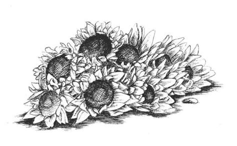 Gambar 15 Gambar Sketsa Bunga Pensil Mudah Dibuat Matahari Kupu Pake Di