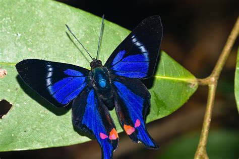 Top 10 Most Beautiful Butterflies Of The World The All My Faves Blog