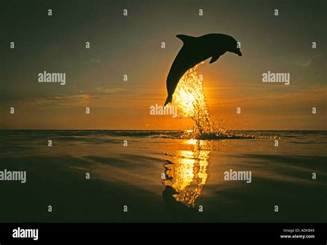 Bottlenose Dolphin Tursiops Truncatus Leaping Caribbean Stock Photo Alamy