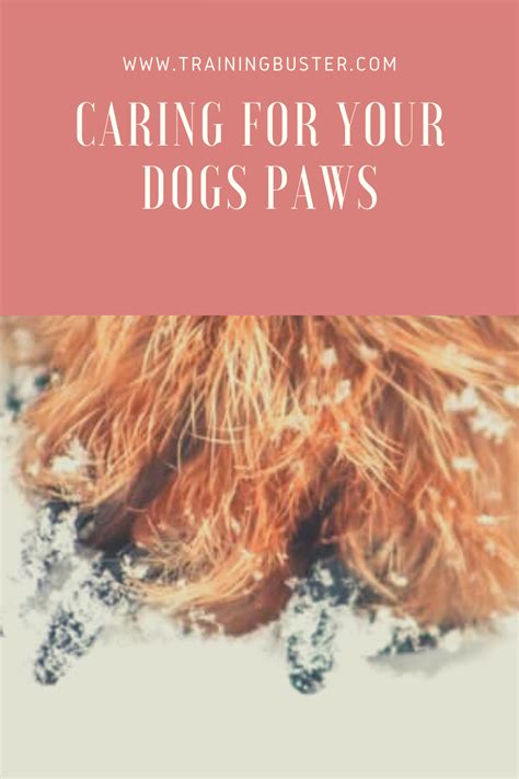 Caring For Your Dogs Paws In 2020 Dog Care Tips Dog Paws Canine Care
