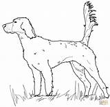 Setter Coloring Irish English Dog Printable Drawing Mastiff Dogs Paper sketch template