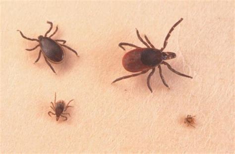 Seed Ticks Vs Chiggers Know The Difference