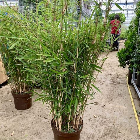 Buy Robusta Campbell Fargesia Bamboo Plants Delivery By Charellagardens