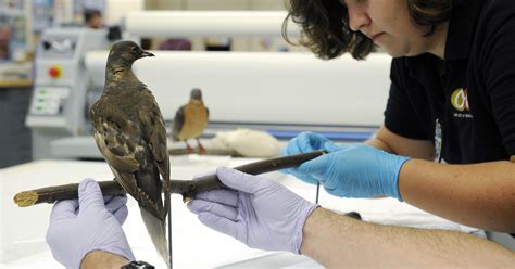 Can Passenger Pigeons Be Brought Back
